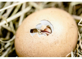 Quanto tempo demora para cada tipo de ave chocar? Guia completo por espécie